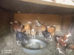 Broilers,Noilers, Turkey, Rabbits, Sheep and Goat