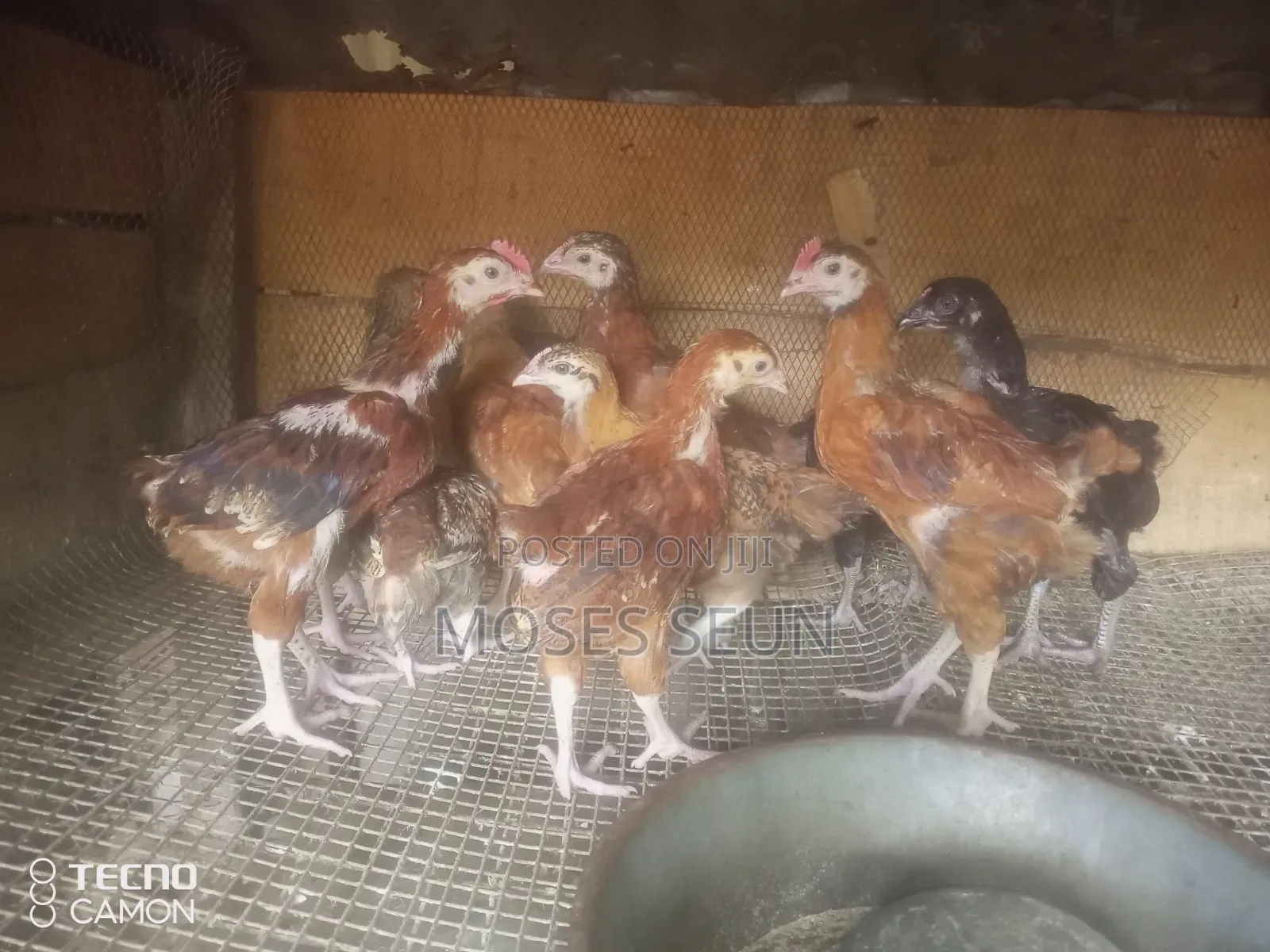 Broilers,Noilers, Turkey, Rabbits, Sheep and Goat