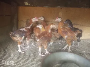Broilers,Noilers, Turkey, Rabbits, Sheep and Goat