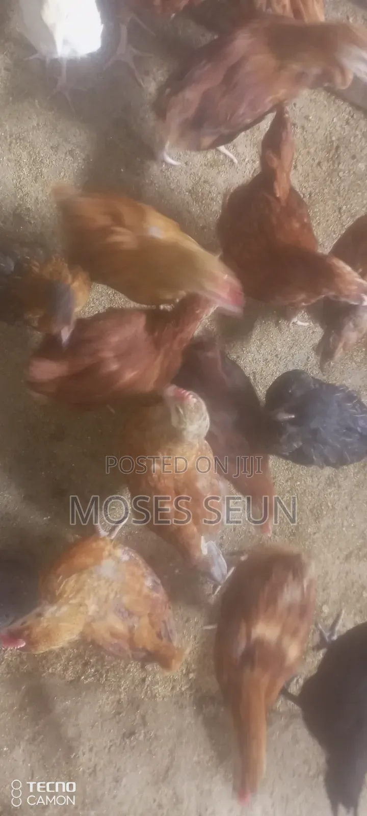 Broilers,Noilers, Turkey, Rabbits, Sheep and Goat