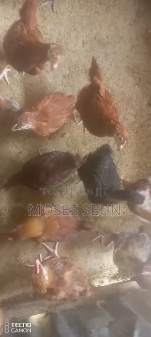 Broilers,Noilers, Turkey, Rabbits, Sheep and Goat
