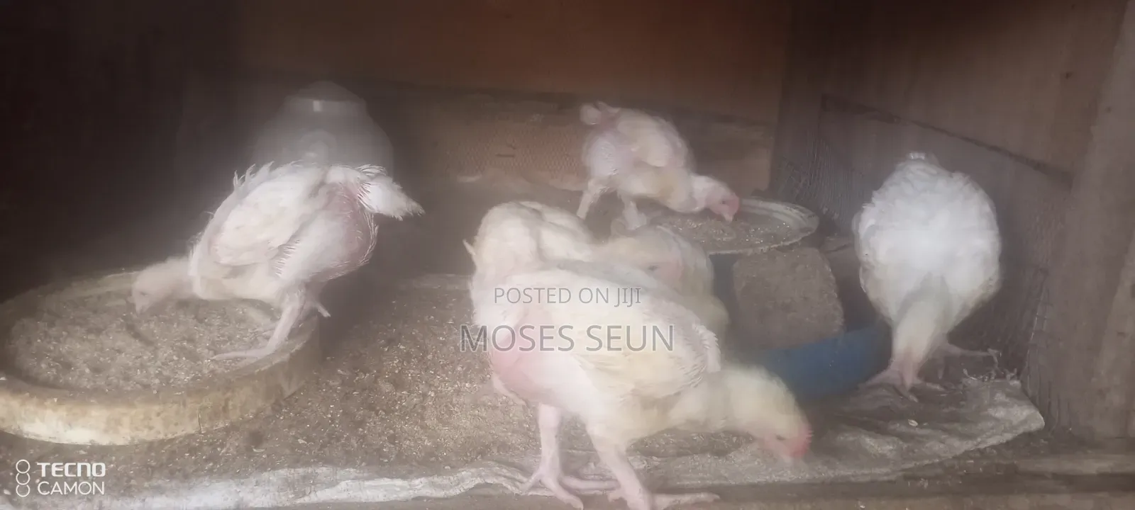 Broilers,Noilers, Turkey, Rabbits, Sheep and Goat