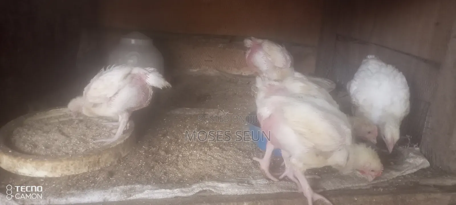 Broilers,Noilers, Turkey, Rabbits, Sheep and Goat