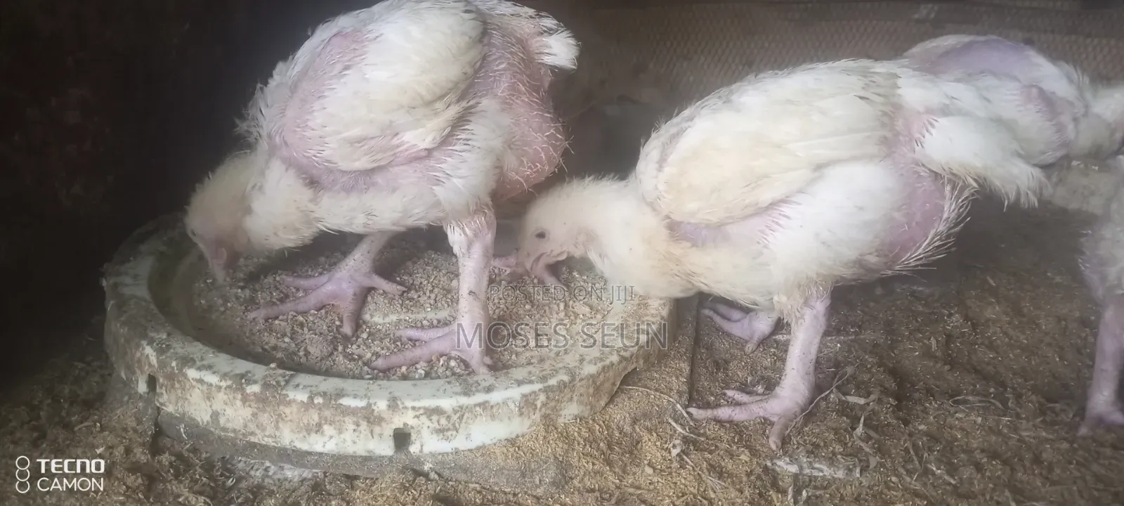 Broilers,Noilers, Turkey, Rabbits, Sheep and Goat