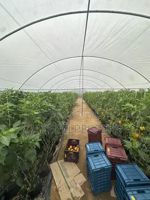 Bell Pepper