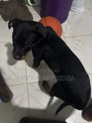 3-6 months Male Purebred Rottweiler