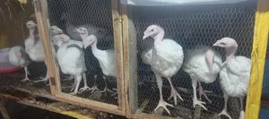 Foreign and Local Turkeys for Sale