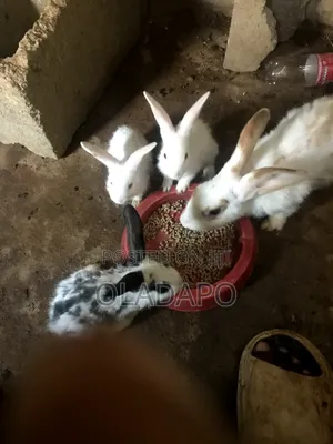 3 Rabbit for Sales English Spotted