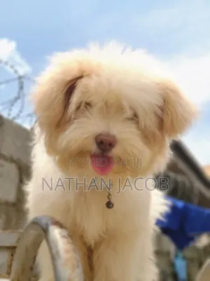 3-6 months Male Purebred Lhasa Apso