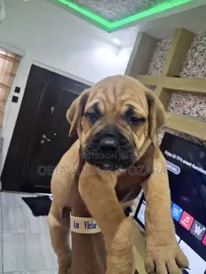 1-3 months Female Purebred Boerboel