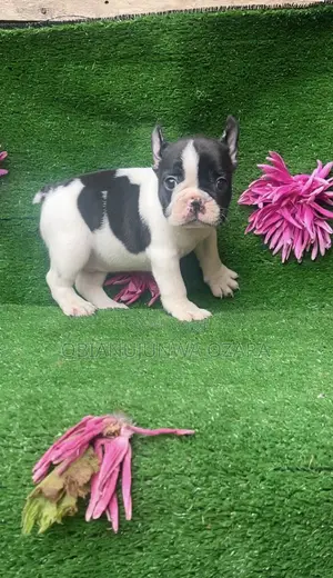 1-3 months Female Purebred French Bulldog