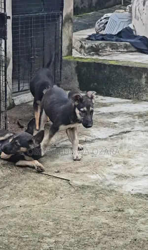 3-6 months Female Purebred German Shepherd