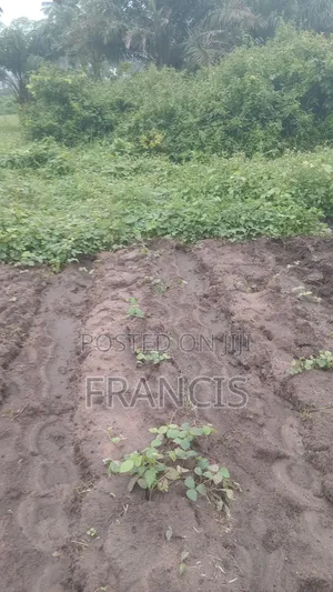 Nathyk Agricultural Consultant