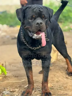 1+ year Male Purebred Rottweiler