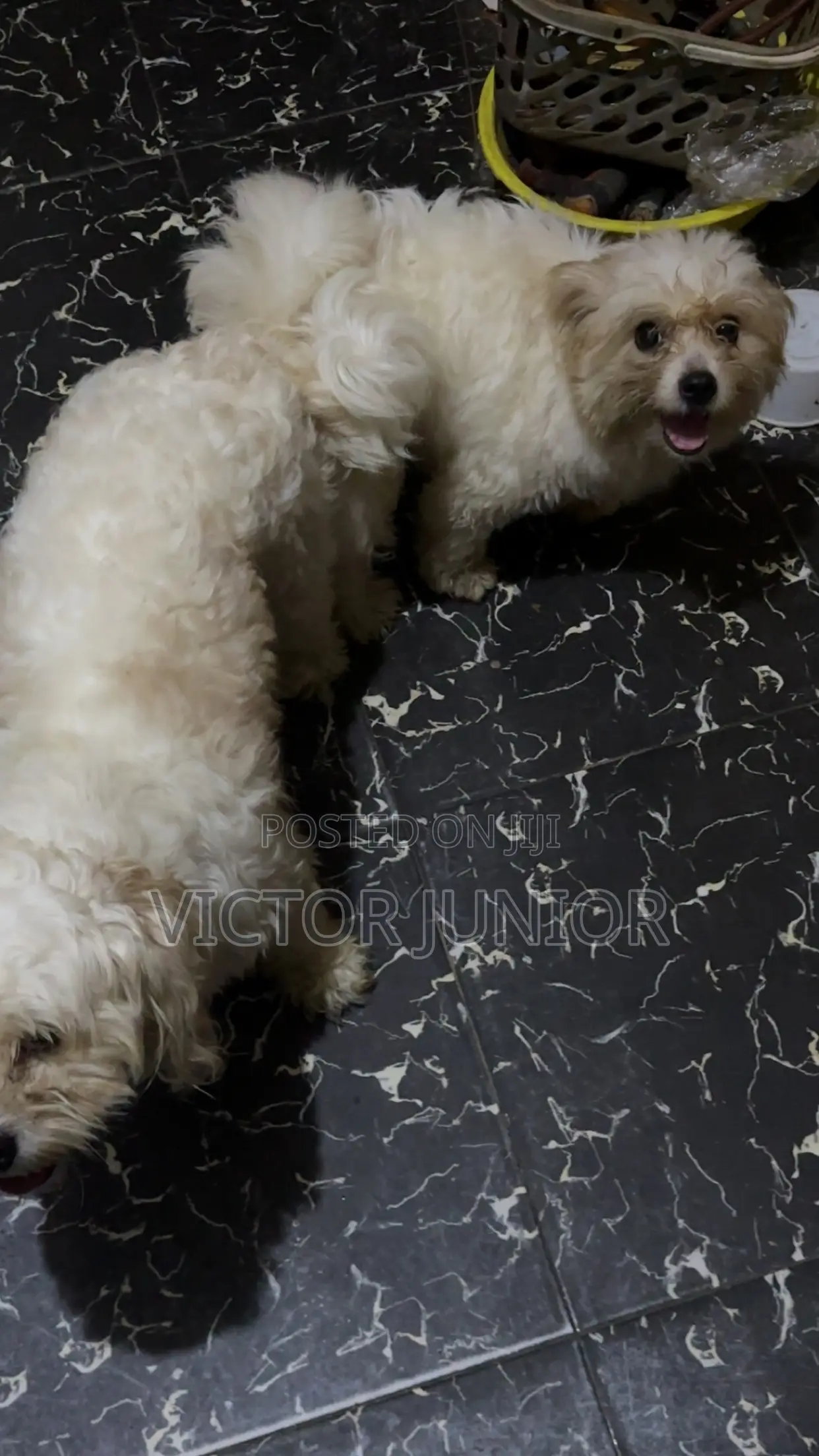 Lhasa Apso Stud Ready for Mating