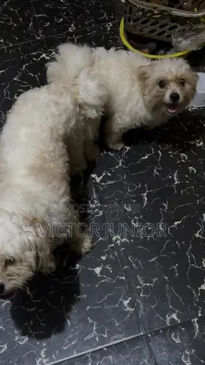 Lhasa Apso Stud Ready for Mating