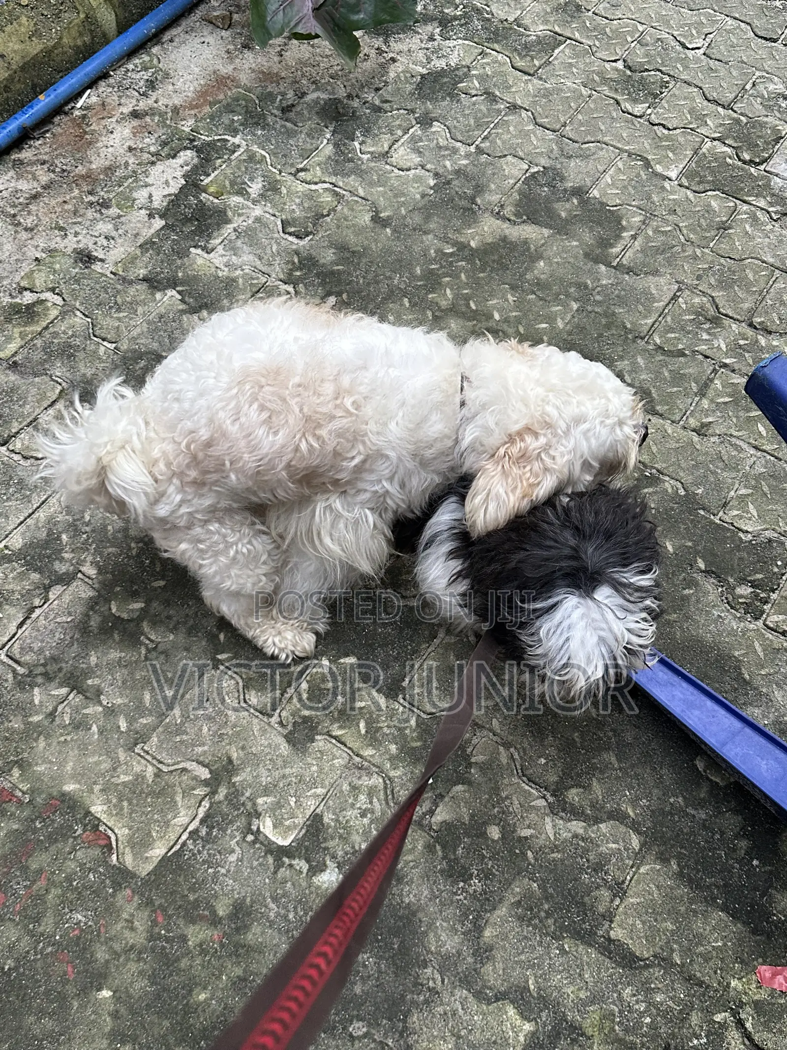 Lhasa Apso Stud Ready for Mating