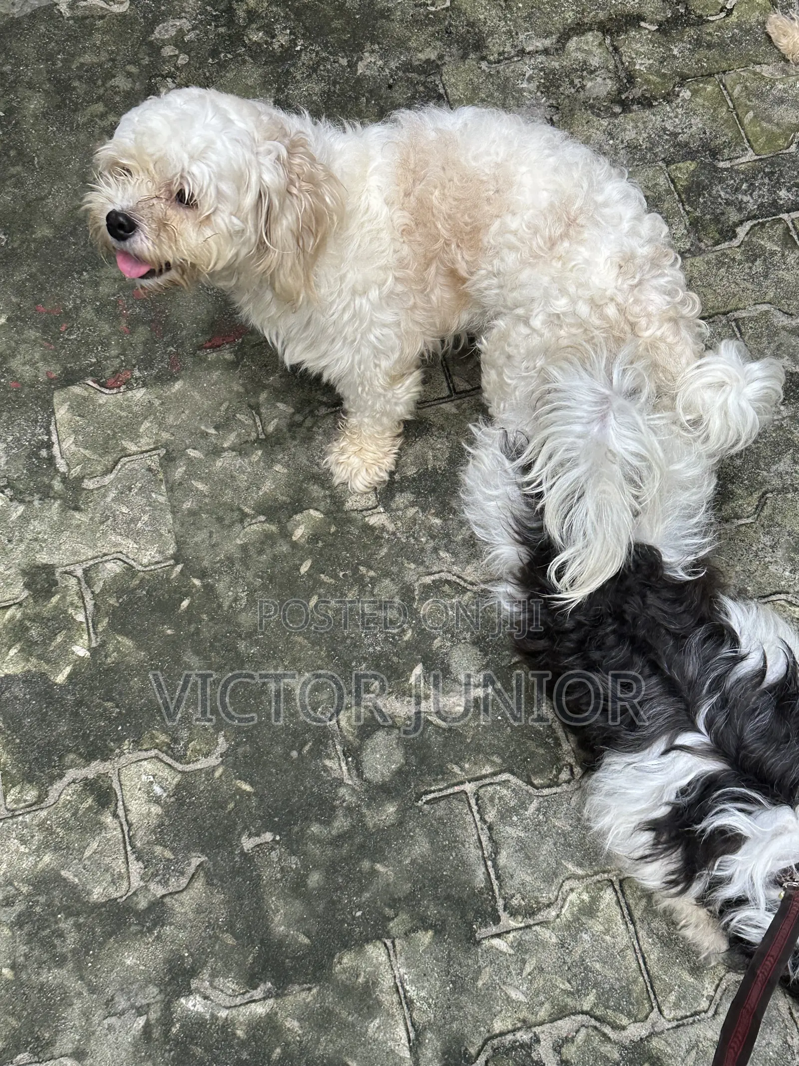 Lhasa Apso Stud Ready for Mating