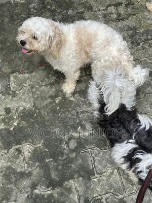 Lhasa Apso Stud Ready for Mating