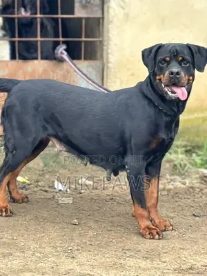 1+ year Female Purebred Rottweiler