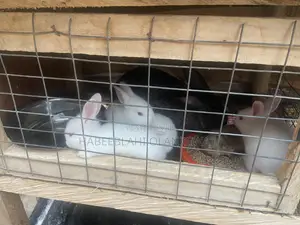 Rabbit Weaners for Sale