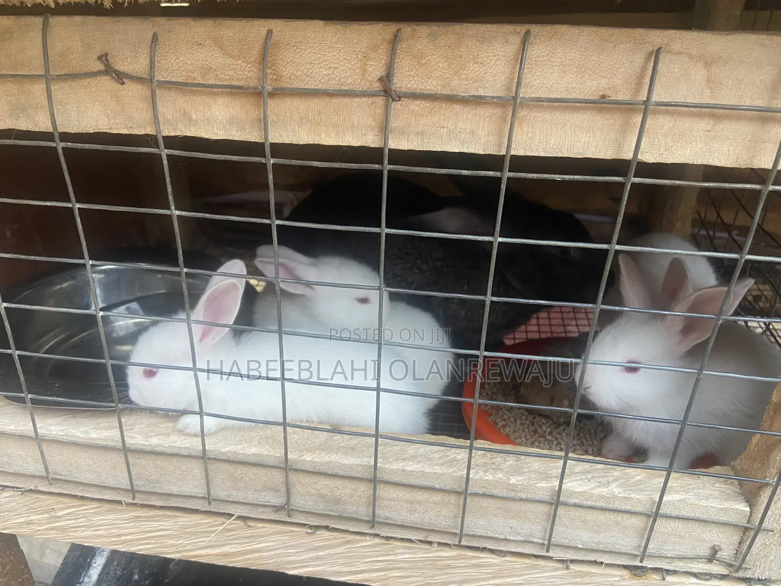 Rabbit Weaners for Sale