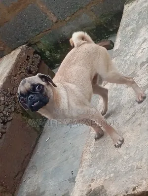 1+ year Male Purebred Pug
