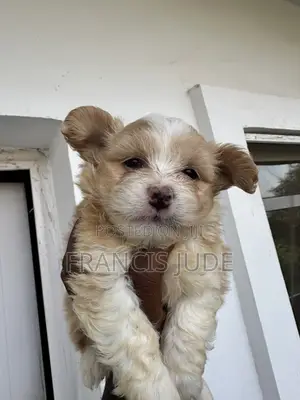 0-1 month Female Mixed Breed Maltese