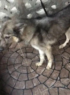 1+ year Male Purebred German Shepherd
