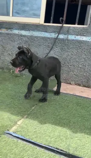 1-3 months Male Purebred Cane Corso