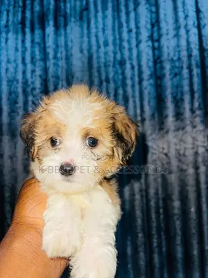 0-1 month Male Purebred Lhasa Apso