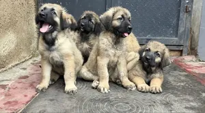 1-3 months Female Purebred Caucasian Shepherd