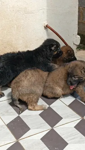 1-3 months Female Purebred Caucasian Shepherd