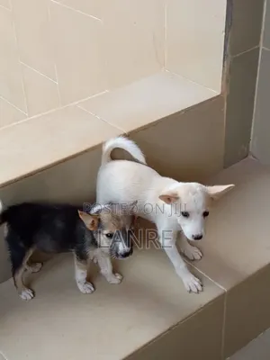 1-3 months Female Mixed Breed American Eskimo