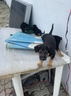 1-3 months Female Purebred German Shepherd