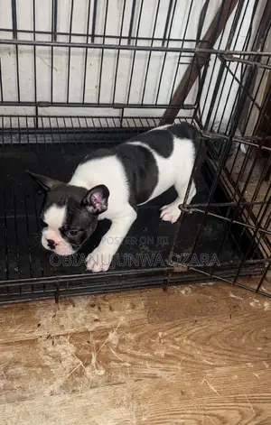 1-3 months Female Purebred French Bulldog