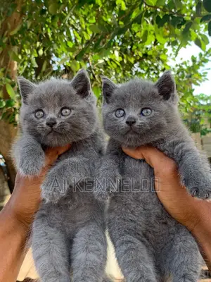 1-3 months Male Purebred British Shorthair