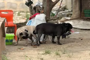 1+ year Male Purebred Pug