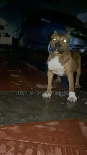 6-12 months Female Purebred American Bully