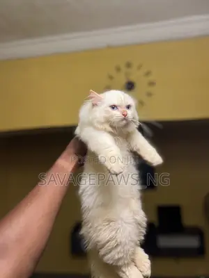 3-6 months Male Purebred Persian