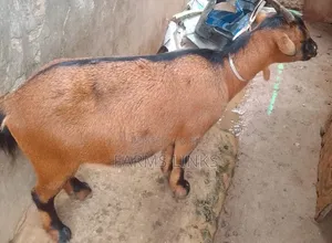 Healthy Pregnant Mother Goat