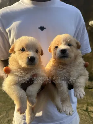1-3 months Female Purebred Lhasa Apso