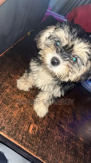 1-3 months Female Purebred Lhasa Apso