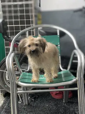 3-6 months Male Purebred Lhasa Apso