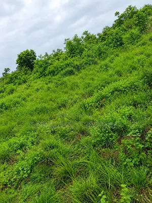 Half Plot of Land for Sale in Bisodun, Ofada, Ogun State