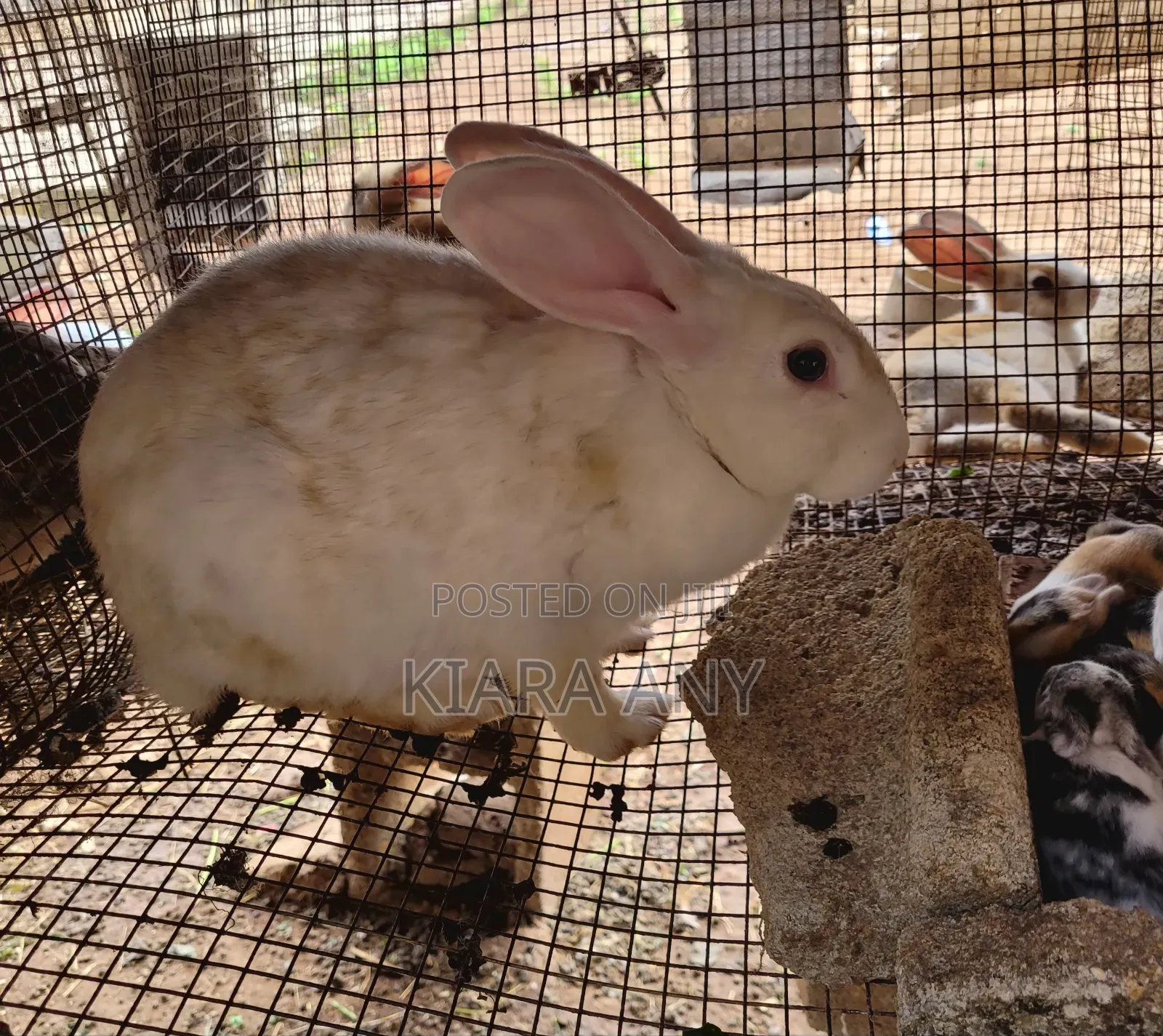 Rabbit for Sale