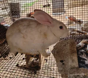 Rabbit for Sale