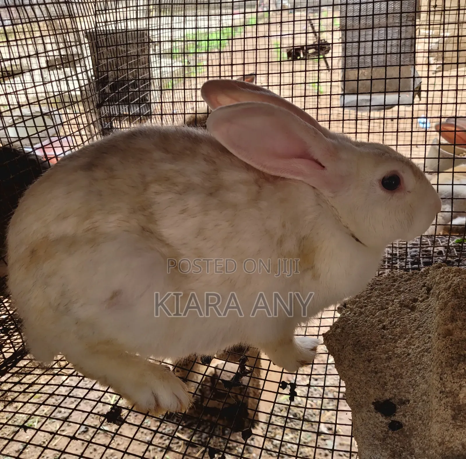 Rabbit for Sale