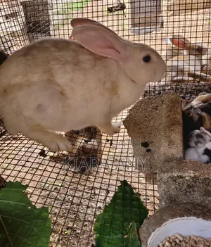 Rabbit for Sale