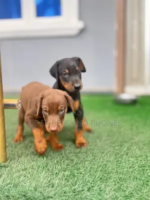 1-3 months Female Purebred Doberman Pinscher